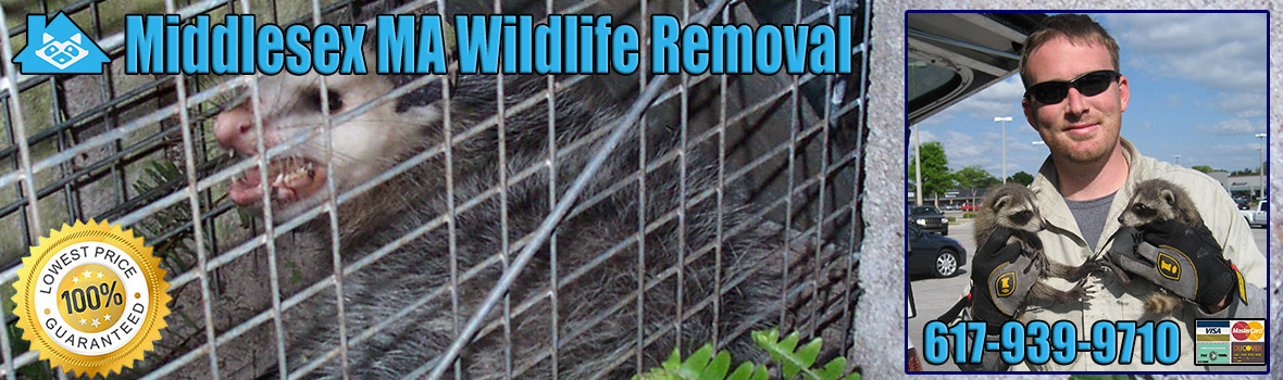 Middlesex County Wildlife and Animal Removal